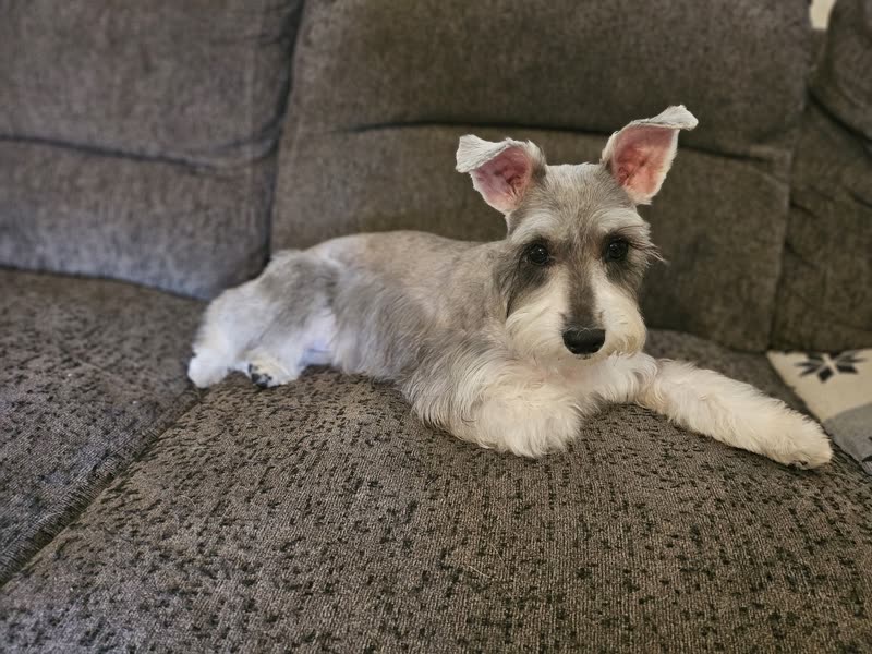 Miniature schnauzer lying lengthwise on a grey sofa after a full schnauzer cut