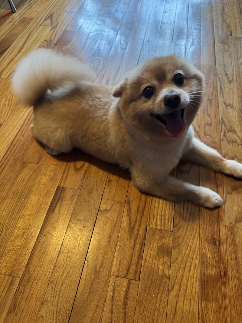 Cream Pomeranian lying on a hardwood floor with a fluffy tail, smiling after its trim