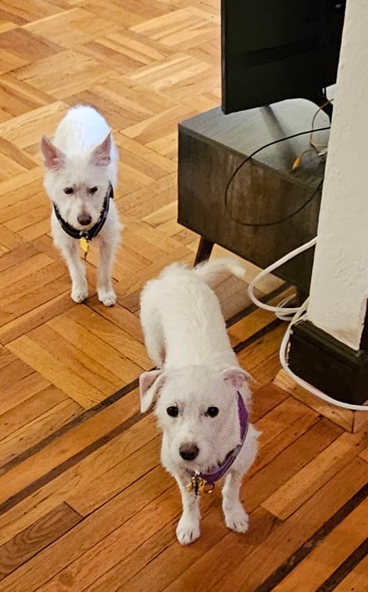 Small white dog in a purple harness with a neat tidy-up trim, cropped tight to one dog to lose the TV stand and cables