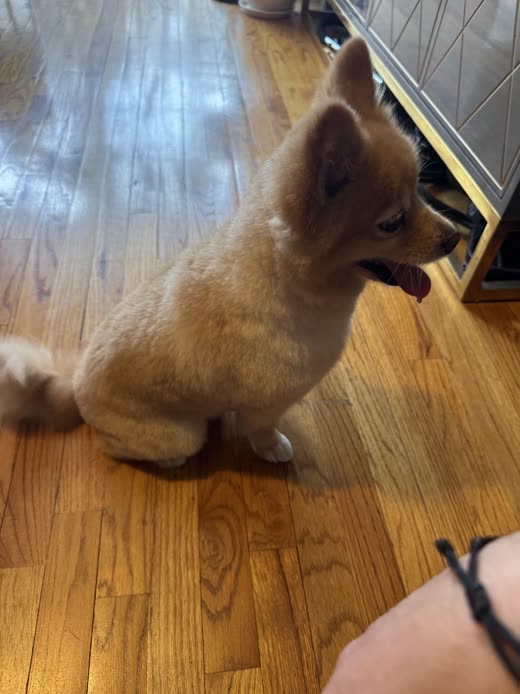 Side profile of a cream Pomeranian showing the shaved body clip against a fluffy head and tail, cropped above the hand at the bottom edge